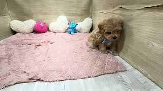 ハーフ犬の動画01