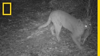 Mountain Lions Caught on Camera in San Francisco Bay Area