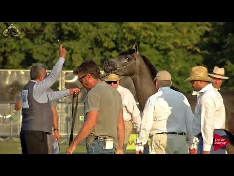 N.64 B.A. PALUCCI - Chantilly 2018 AHO Breeders' Championship - Yearling Colts (Class 6B)