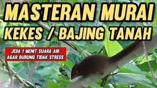 Download lagu Masteran Murai batu kekes Tupai tanah Jeda 1 menit suara air mp3