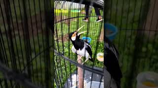 Download lagu jalak suren full tengkek buto #jalaksuren #jalakisiantengkek #jalaksurenfullisian #jalaksurengacor mp3