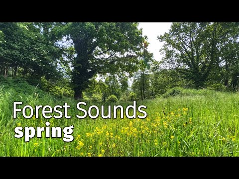 2 HOURS 🌲 🌳 Forest Sounds, Spring - Beautiful Birdsong Sounds (Healing Sounds) ASMR