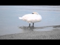 The Curious Swan