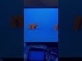 Viacom International Inc Nickelodeon Productions 2011