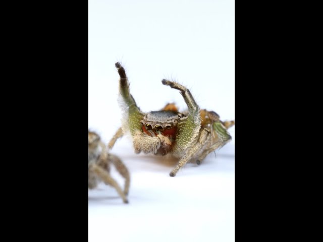 The most AMAZING thing about jumping spiders… SDDEFAULT Thumbnail