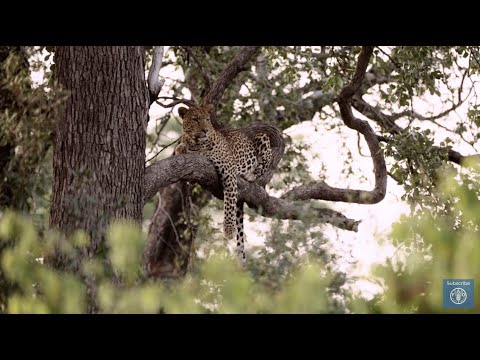 Supporting community and wildlife coexistence in Southern Africa