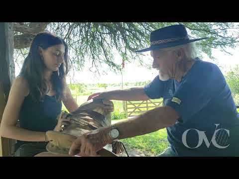 El "Petiso Pazuco" y la montura sanjavierina de Cándido Baucero