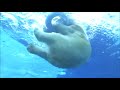 New Polar Bear Arrives At The Detroit Zoo