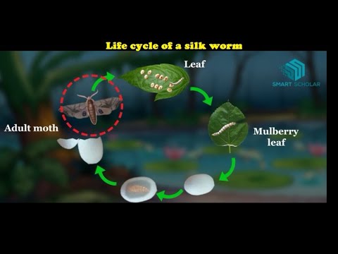 Life cycle of a silk worm