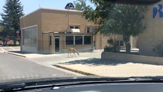 preview picture of video 'Deer Walking in Downtown Rawlins Wyoming'