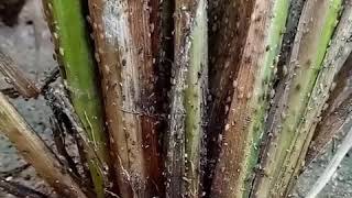 Download lagu Wereng Batang Coklat 'WBC' mp3 Download lagu Wereng Batang Coklat 'WBC' mp3