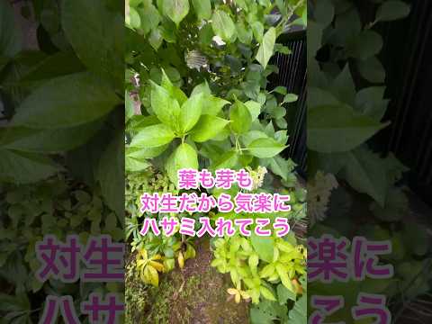 アジサイを再び育てるにはどうすればよいですか？この春、植物を再び成長させるための 3 つの重要なアクション  庭園