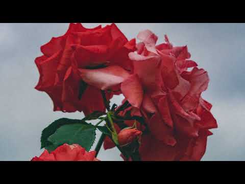 CHXEU - disappear (Prod. AZRAEL) (Rare)