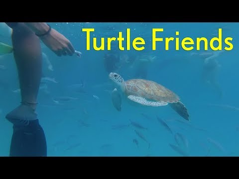 barbados-snorkeling--not-fpv