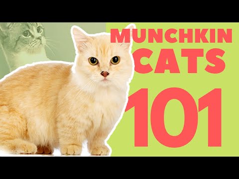 Munchkin Cats 101 : Breed & Personality