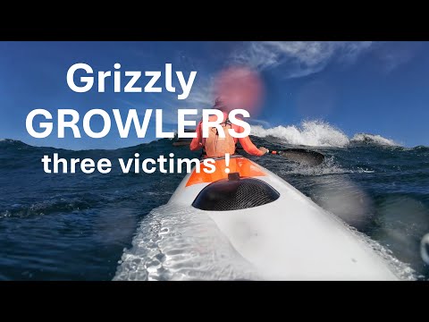 SURFSKI: Grizzly GROWLERS claim three VICTIMS