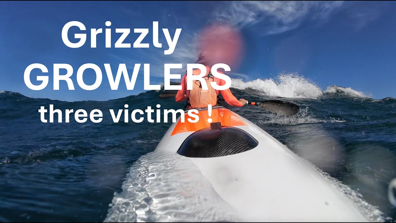 SURFSKI: Grizzly GROWLERS claim three VICTIMS