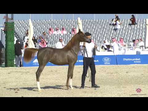 N 29 RAYAH AL AWAL   Asharqia Arabian Horse Classic 2020   Yearling Fillies Class 1B