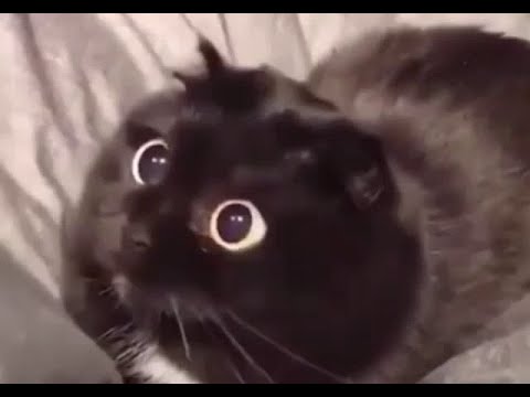 Cats Who Pounce! (A Compilation)