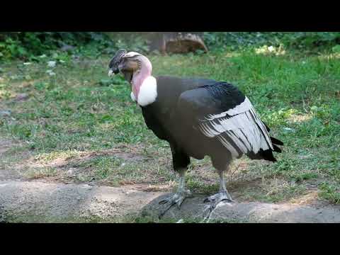 Der König der Lüfte – Andenkondor im Zoo Berlin