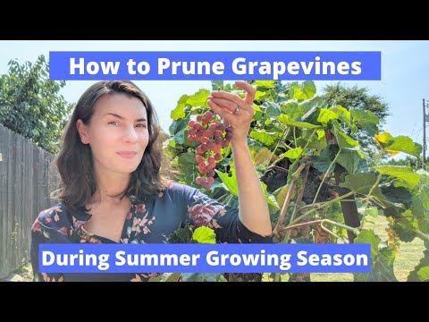 How To Prune Grapevines for Healthier Grapes During Summer