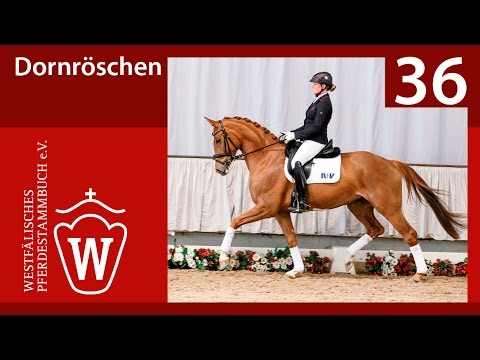 36 Dornröschen Stute v. Don Frederic - Riccio