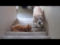 DOGS AFRAID OF CATS