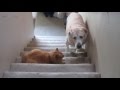 DOGS AFRAID OF CATS HD Funny Pets