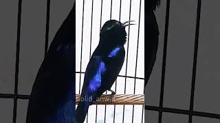 Download lagu KONIN NEMBAK JANGKRIK CIBLEK #syahdu#kolibri_ninja #masteranburung mp3 Download lagu KONIN NEMBAK JANGKRIK CIBLEK #syahdu#kolibri_ninja #masteranburung mp3