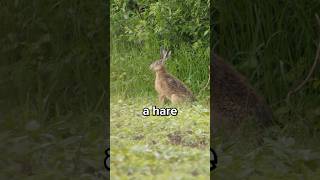 Download lagu Difference Between Hare and Rabbit? 🤔 mp3