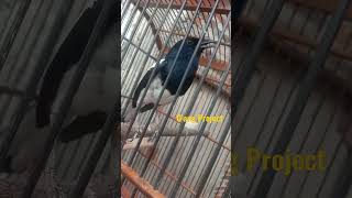 Download lagu KACER EMOSI...!!! suara KUCING ??? mp3