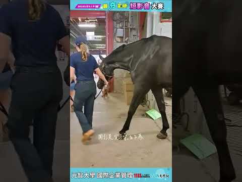 加拿大卡加利 2025暑期赴外交流一個月之歷程紀錄