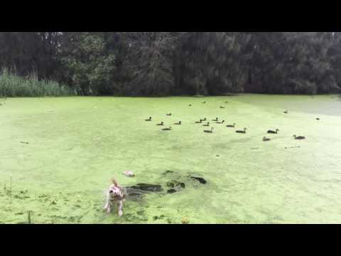 dog jumps into green lake