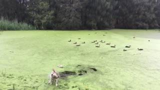 dog jumps into green lake