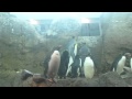 Detroit Zoo Penguins Pt 6