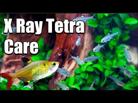 X-Ray (Pristella) Tetra Care and Breeding