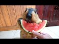 Chewing watermelon marmot produces 3 minutes of relaxing ASMR sounds