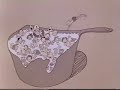 The Great American Melting Pot Schoolhouse Rock