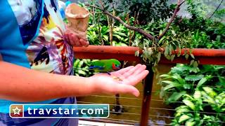 Birdworld in Kuranda Village