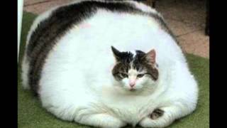 Försök att inte skratta