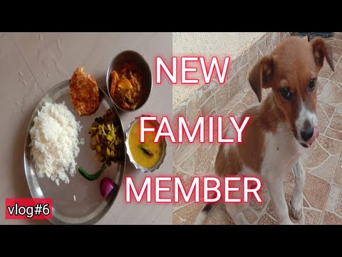 NEW FAMILY MEMBER /PRAWN CURRY /MORNING TO LUNCH ROUTINE /Ssvlogs/vlog-6