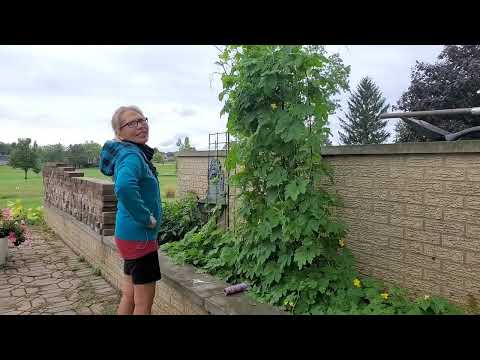 Wow! very tasty  fresh purple potatoes from the garden + healthy bitter melons!
