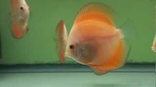 preview picture of video 'Golden Sunrise Discus Fish  -  Gwynnbrook Farm'