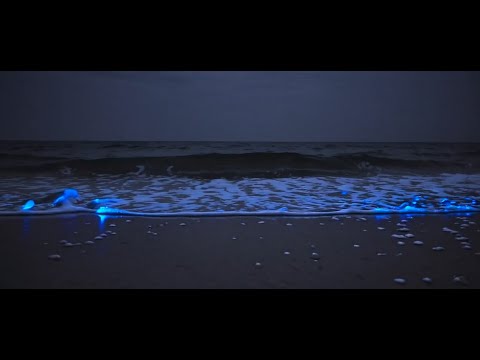 Magical Glowing Waves at Night | 8 Hours of Bioluminescent Ocean Sounds for Sleep & Wonder