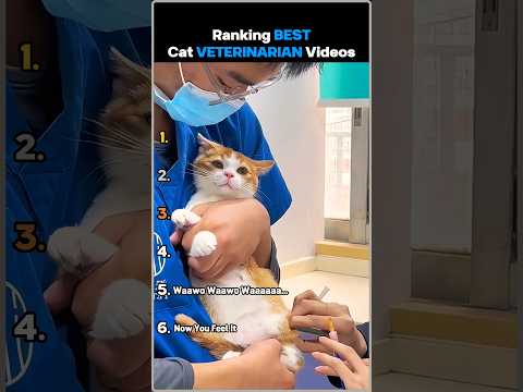 Ranking Best Cat Veterinarian Videos