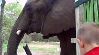 Close Encounters With Elephants Giraffes And Lions Moby - I Feel It (Synthe Mix)