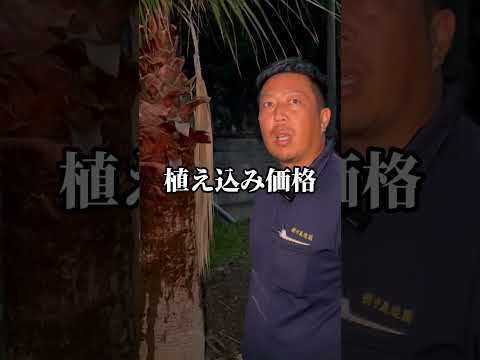 メンテナンス不要の鉢植えの屋外植物です。ユーケラは色が豊富で、優れたオプションです。