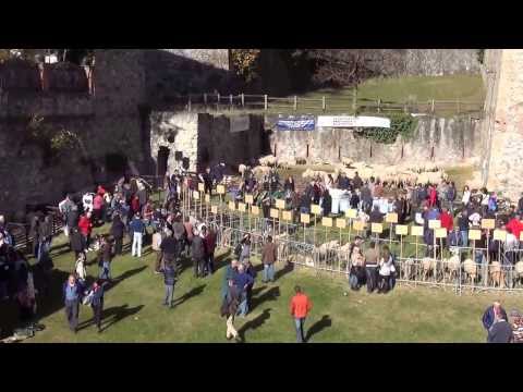 FIERA DEI SANTI E MOSTRA DELLA PECORA SAMBUCANA A VINADIO (CN)  DOM. 27- 10 - 2013.