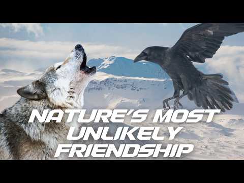The Mysterious Bond Between Wolves and Ravens