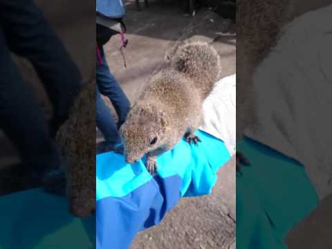 LIFE IN JAPAN | GIFU SQUIRREL VILLAGE